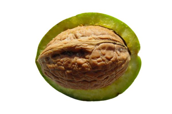 Walnut shell activated carbon